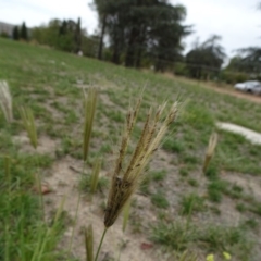 Chloris virgata (Feathertop Rhodes grass) at City Renewal Authority Area - 23 Mar 2019 by JanetRussell