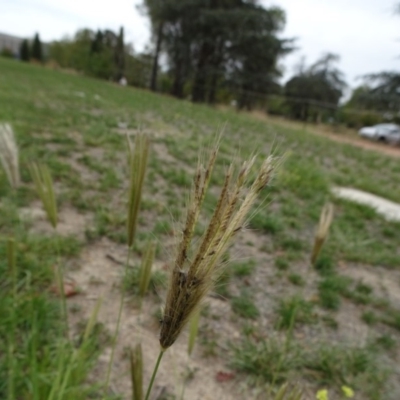 Chloris virgata (Feathertop Rhodes Grass) at City Renewal Authority Area - 23 Mar 2019 by JanetRussell