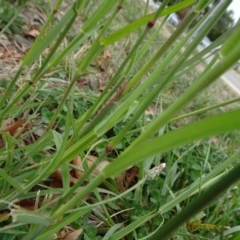 Chloris virgata at Reid, ACT - 23 Mar 2019