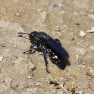 Scoliidae sp. (family) at Michelago, NSW - 25 Feb 2019