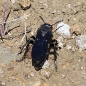 Scoliidae sp. (family) at Michelago, NSW - 25 Feb 2019