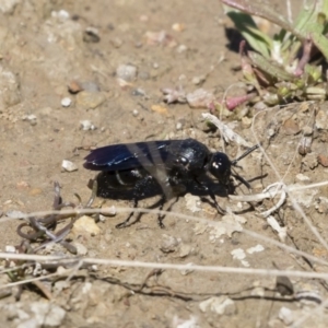 Scoliidae sp. (family) at Michelago, NSW - 25 Feb 2019