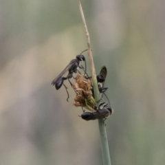 Isodontia sp. (genus) (Unidentified Grass-carrying wasp) at Illilanga & Baroona - 16 Dec 2018 by Illilanga