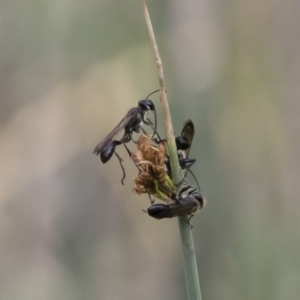 Isodontia sp. (genus) at Michelago, NSW - 16 Dec 2018