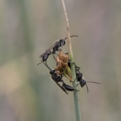 Isodontia sp. (genus) at Michelago, NSW - 16 Dec 2018 03:51 PM