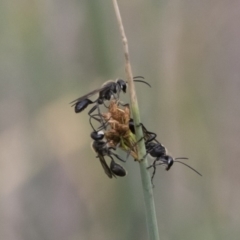 Isodontia sp. (genus) at Michelago, NSW - 16 Dec 2018 03:51 PM