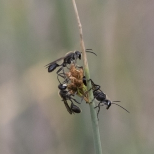 Isodontia sp. (genus) at Michelago, NSW - 16 Dec 2018