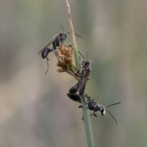 Isodontia sp. (genus) at Michelago, NSW - 16 Dec 2018