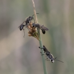 Isodontia sp. (genus) at Michelago, NSW - 16 Dec 2018 03:51 PM