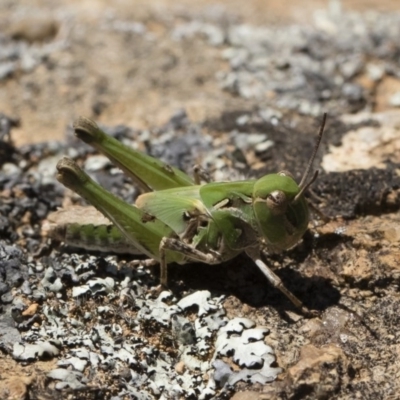 Oedaleus australis (Australian Oedaleus) at Illilanga & Baroona - 23 Dec 2018 by Illilanga