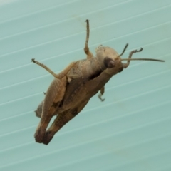 Phaulacridium vittatum (Wingless Grasshopper) at Michelago, NSW - 30 Dec 2018 by Illilanga