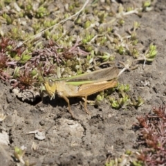 Schizobothrus flavovittatus (Disappearing Grasshopper) at Michelago, NSW - 25 Feb 2019 by Illilanga
