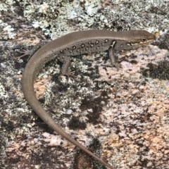 Liopholis whitii (White's Skink) at Namadgi National Park - 23 Mar 2019 by AndrewCB