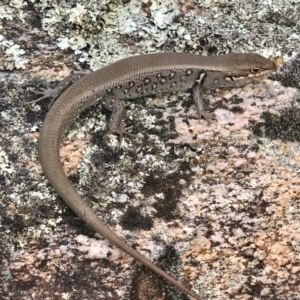 Liopholis whitii at Mount Clear, ACT - 23 Mar 2019