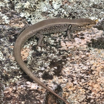 Liopholis whitii (White's Skink) at Namadgi National Park - 23 Mar 2019 by AndrewCB