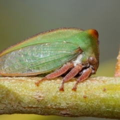 Sextius virescens (Acacia horned treehopper) at ANBG - 27 Mar 2019 by TimL