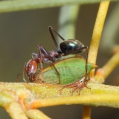 Sextius virescens at Hackett, ACT - 27 Mar 2019