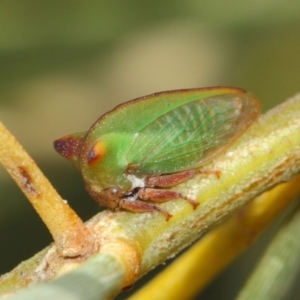 Sextius virescens at Hackett, ACT - 27 Mar 2019