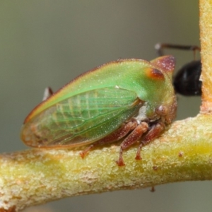 Sextius virescens at Hackett, ACT - 27 Mar 2019