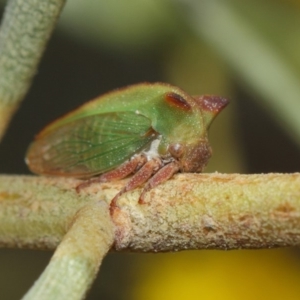 Sextius virescens at Hackett, ACT - 27 Mar 2019