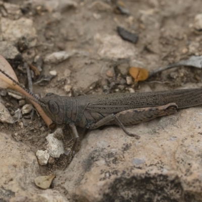 Pardillana limbata (Common Pardillana) at Michelago, NSW - 17 Mar 2019 by Illilanga