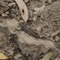 Pardillana limbata at Michelago, NSW - 17 Mar 2019 10:47 AM