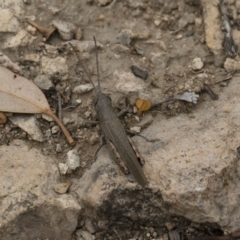 Pardillana limbata at Michelago, NSW - 17 Mar 2019 10:47 AM