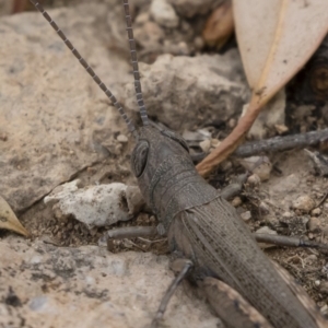 Pardillana limbata at Michelago, NSW - 17 Mar 2019 10:47 AM