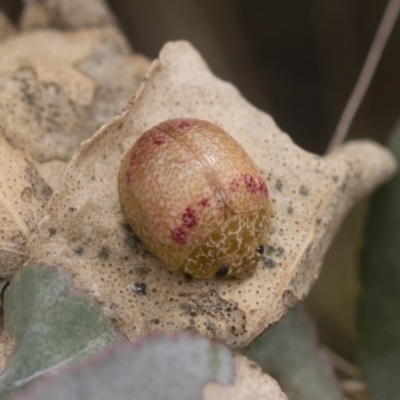 Paropsisterna fastidiosa (Eucalyptus leaf beetle) at Michelago, NSW - 17 Mar 2019 by Illilanga