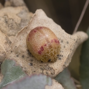 Paropsisterna fastidiosa at Michelago, NSW - 17 Mar 2019