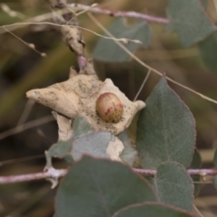 Paropsisterna fastidiosa at Michelago, NSW - 17 Mar 2019