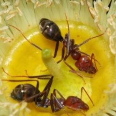 Iridomyrmex purpureus (Meat Ant) at ANBG - 27 Mar 2019 by TimL
