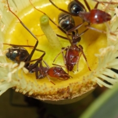 Iridomyrmex purpureus at Hackett, ACT - 27 Mar 2019 12:41 PM