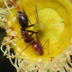 Iridomyrmex purpureus at Hackett, ACT - 27 Mar 2019