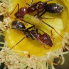 Iridomyrmex purpureus at Hackett, ACT - 27 Mar 2019 12:41 PM