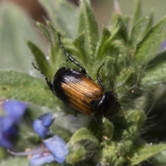 Phyllotocus navicularis (Nectar scarab) at Illilanga & Baroona - 11 Jan 2019 by Illilanga