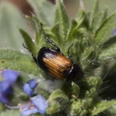 Phyllotocus navicularis (Nectar scarab) at Illilanga & Baroona - 11 Jan 2019 by Illilanga