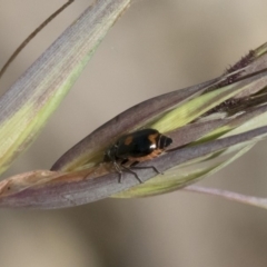 Monolepta sp. (genus) (Leaf beetle) at Illilanga & Baroona - 11 Jan 2019 by Illilanga