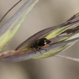 Monolepta sp. (genus) at Michelago, NSW - 12 Jan 2019 09:49 AM