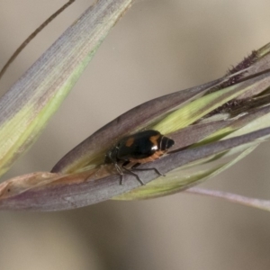 Monolepta sp. (genus) at Michelago, NSW - 12 Jan 2019