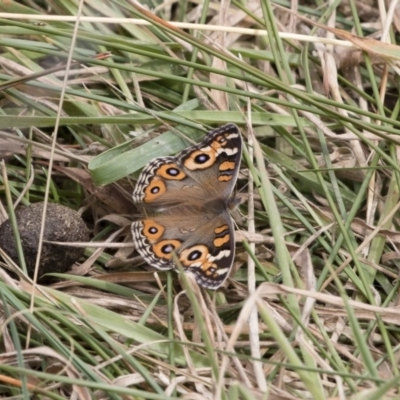 Junonia villida (Meadow Argus) at Michelago, NSW - 17 Mar 2019 by Illilanga