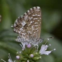 Theclinesthes serpentata (Saltbush Blue) at Illilanga & Baroona - 22 Mar 2019 by Illilanga