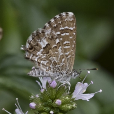 Theclinesthes serpentata (Saltbush Blue) at Illilanga & Baroona - 22 Mar 2019 by Illilanga