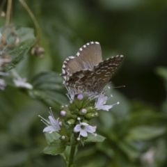 Theclinesthes serpentata at Michelago, NSW - 22 Mar 2019