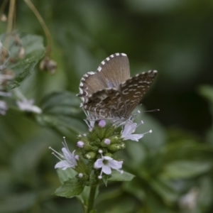 Theclinesthes serpentata at Michelago, NSW - 22 Mar 2019 01:31 PM