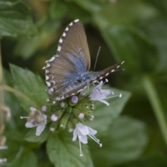 Theclinesthes serpentata at Michelago, NSW - 22 Mar 2019 01:31 PM