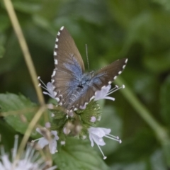 Theclinesthes serpentata at Michelago, NSW - 22 Mar 2019 01:31 PM