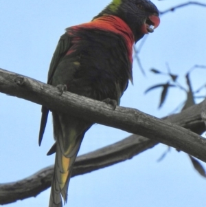 Trichoglossus moluccanus at Aranda, ACT - 27 Mar 2019 05:51 PM