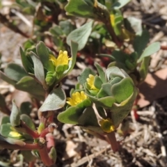 Portulaca oleracea (Munyeroo ,Pigweed, Purslane) at Tuggeranong DC, ACT - 27 Feb 2019 by MichaelBedingfield