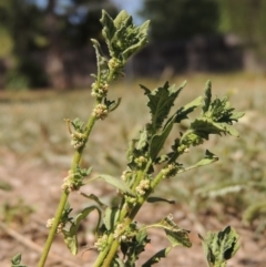 Dysphania pumilio (Small Crumbweed) at Conder, ACT - 27 Feb 2019 by michaelb